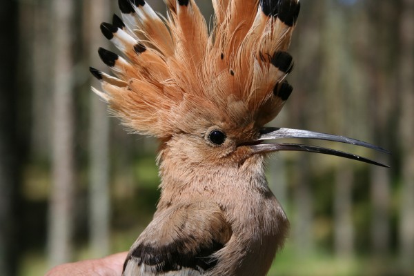 За месяц на станции «Фрингилла» на Куршской косе поймали более двух тысяч птиц