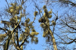 Что за шары растут на деревьях в Калининградской области? 