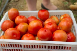 «Вкусные и хорошо пахнут»: в калининградских магазинах начали продавать местные огурцы и помидоры