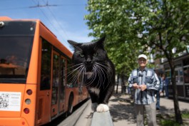 «Главный по трюкам»: как кот Вася стал достойным преемником знаменитого Лёвы из Калининграда  